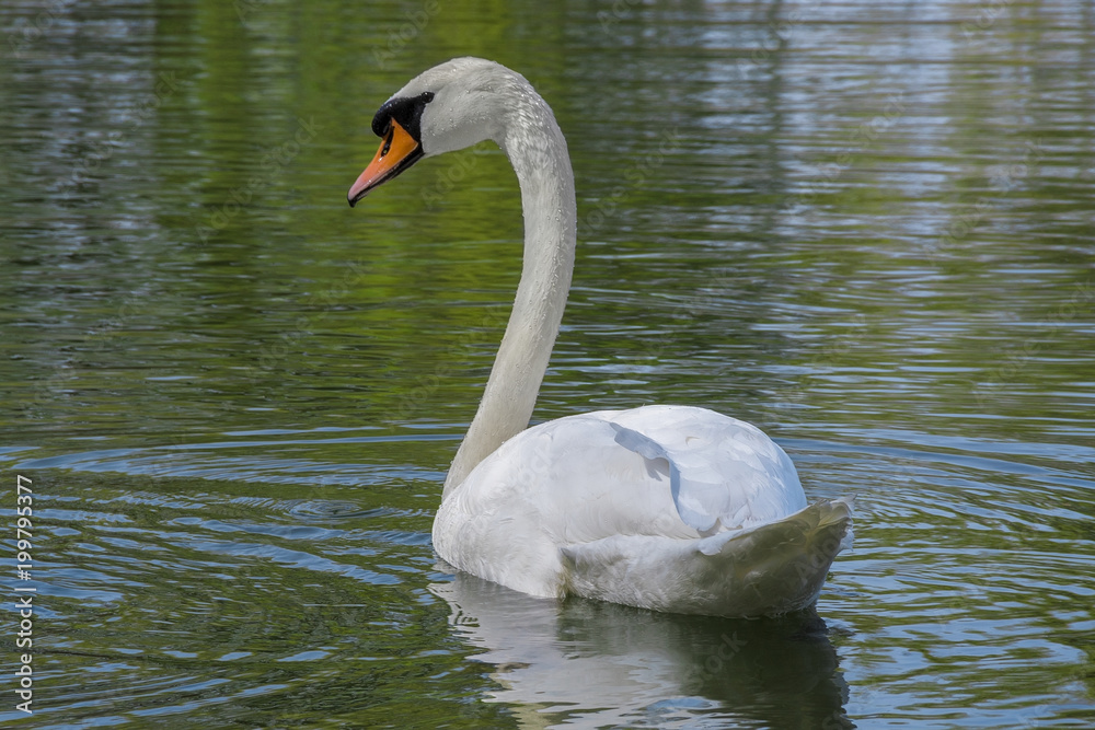 A white swan in the lake A white swan in the lake