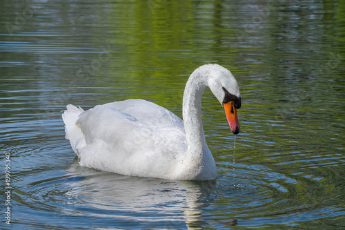 A white swan in the lake
