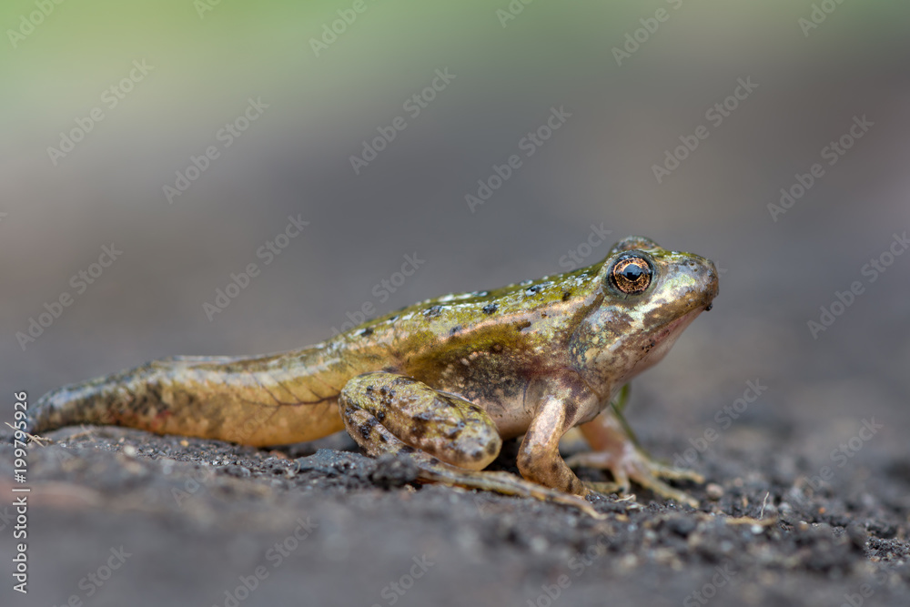 common European frog common European frog