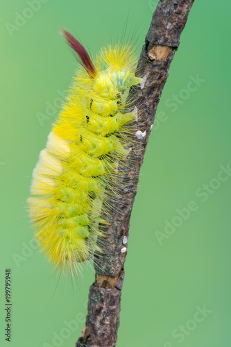Calliteara pudibunda (pale tussock) - larva photo