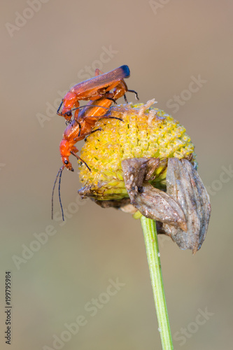 common red soldier beetle - Rhagonycha fulva photo