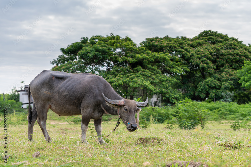 Thai buffalo feed on grass before they are brought to the slaughter house. Thai buffalo feed on grass before they are brought to the slaughter house.