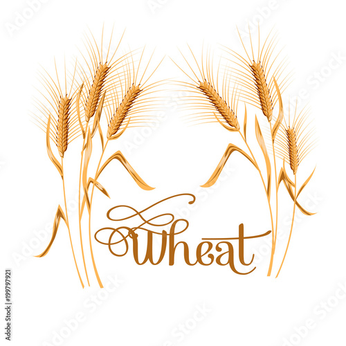 Realistic ear of wheat on white background.