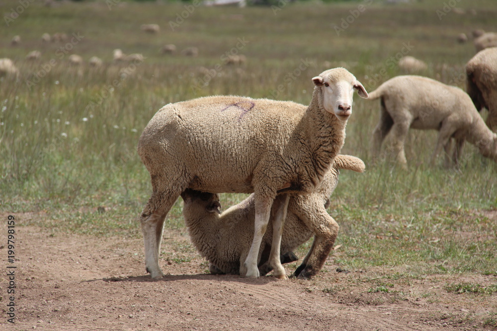 Naklejka premium Sheep