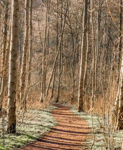 Woodland walk in late winter sunshine, Brockholes, Preston, Lancashire, UK