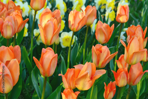 orange mixed yellow color of Tulips in the garden