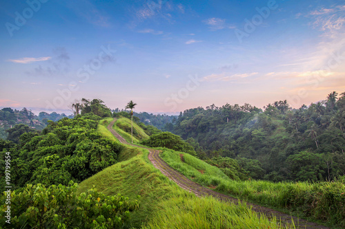 Campuhan Ridge, Ubud at sunrise. Bali, Indonesia