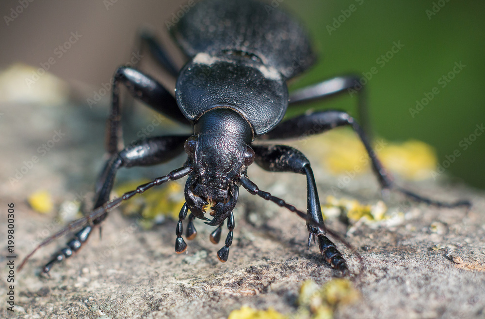 ground beetle ground beetle
