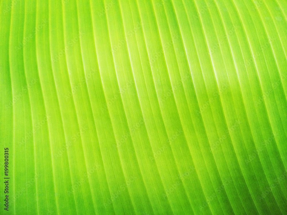 Close up fresh green banaba leaf textured for background Close up fresh green banaba leaf textured for background