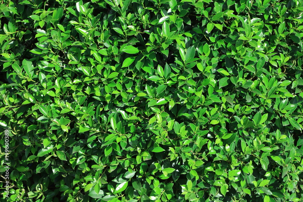 Close up green leaves bush textured, have copy space can use for background Close up green leaves bush textured, have copy space can use for background