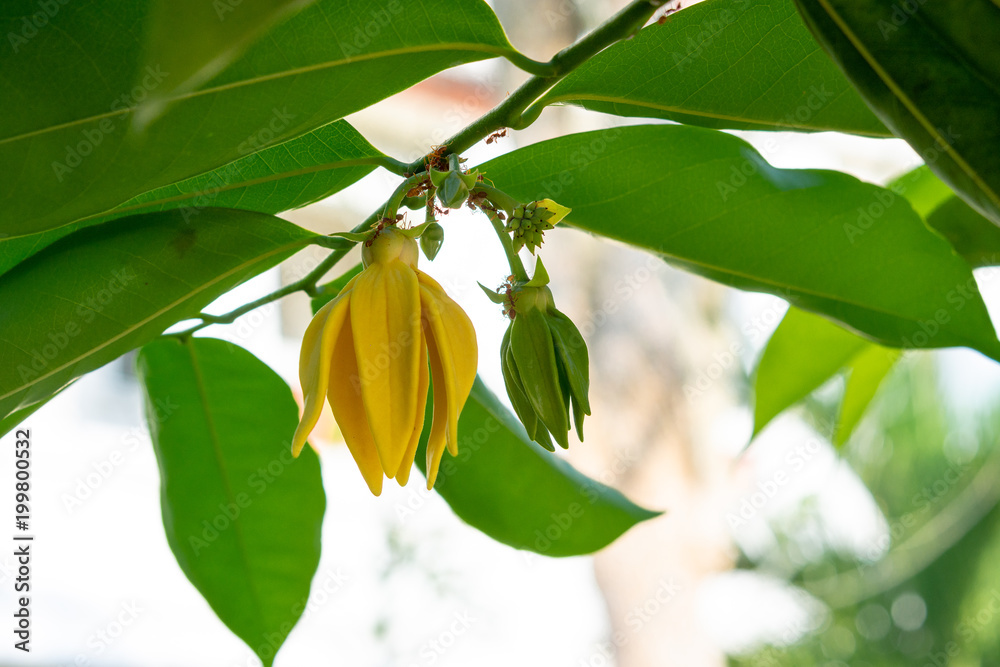 Obraz premium Ylang-Ylang Flowers on tree with ants
