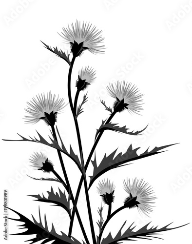 Vector Illustration of thistle with leaves. Floral background