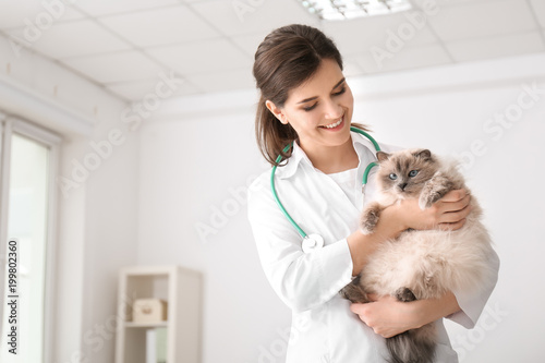 Fototapeta Naklejka Na Ścianę i Meble -  Young veterinarian holding cat in clinic