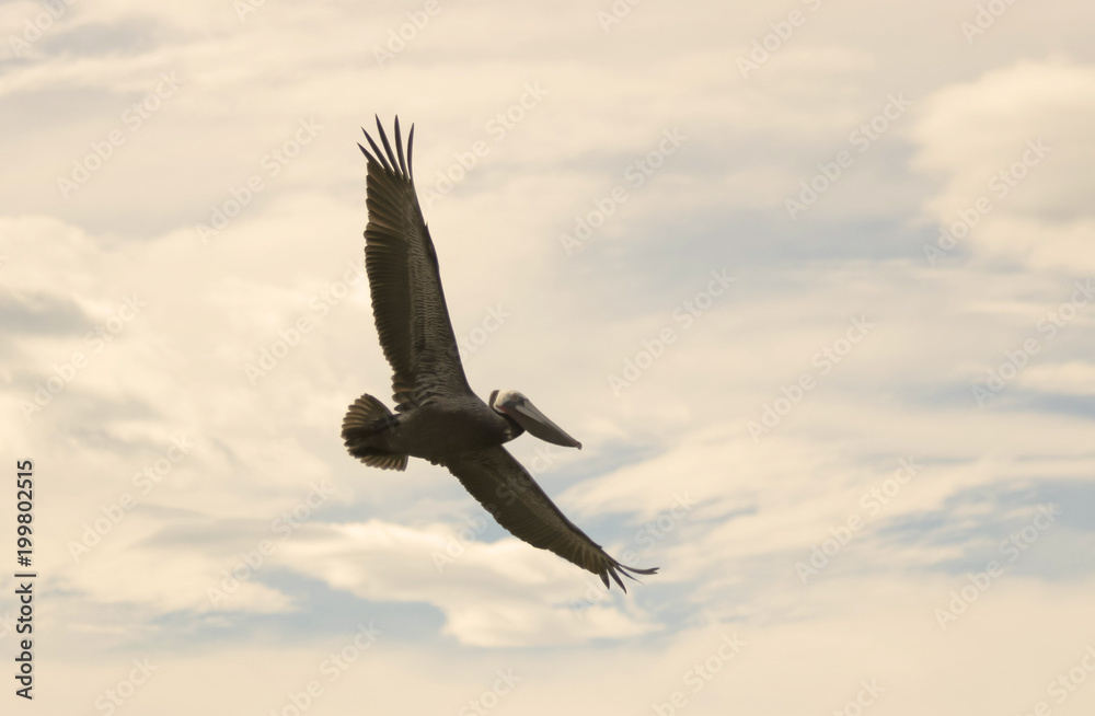 Fototapeta premium A Brown Pelican Soaring in a Partly Cloudy Sky