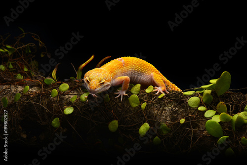 Photography Smiley leopard Gecko Macro Photos