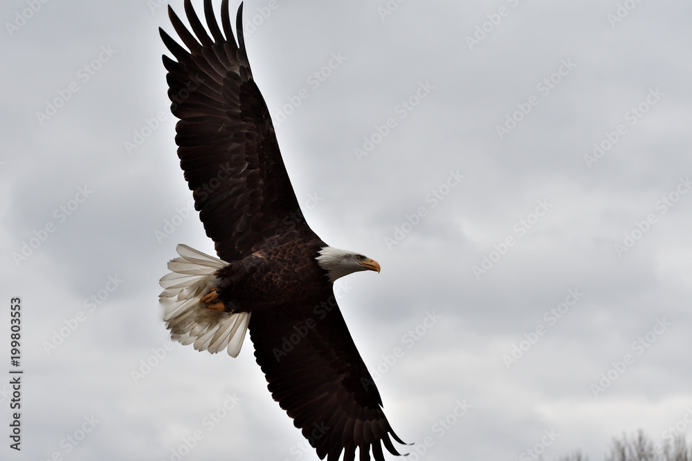Naklejka premium bird of prey hunting for his victim on the grass predatory bird