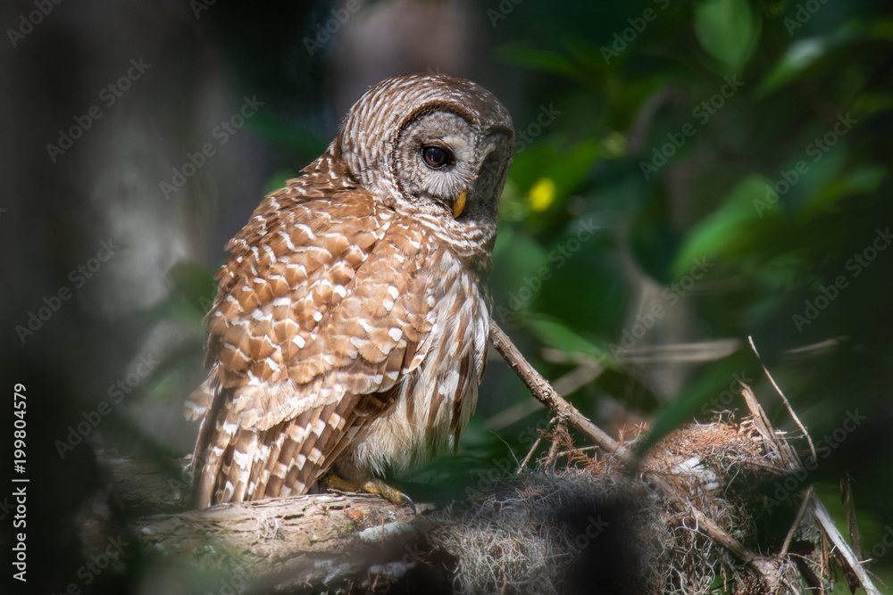 Fototapeta premium Barred Owl