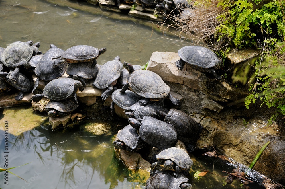Fototapeta premium Turtles. A large family of turtles near a pond, sit on each other. Sigean safari park, France.
