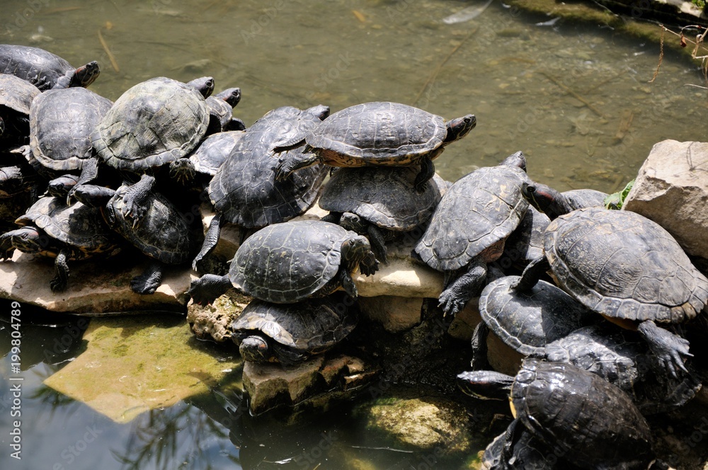 Fototapeta premium Turtles. A large family of turtles near a pond, sit on each other. Sigean safari park, France.