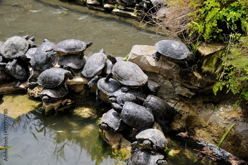 Turtles. A large family of turtles near a pond, sit on each other. Sigean safari park, France.