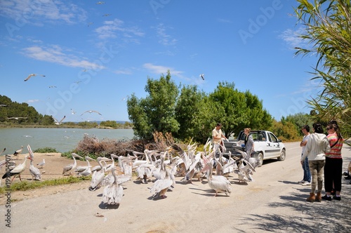 Fototapeta Naklejka Na Ścianę i Meble -  Feeding pelicans and gulls. Sigean safari park, France.