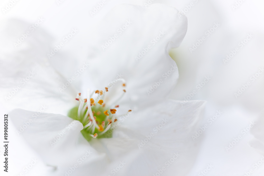 Cherries on the tree