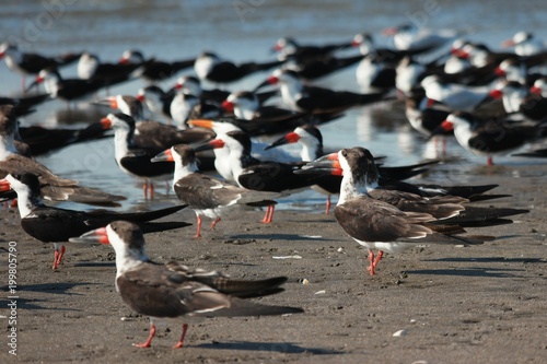 groupe d'oiseaux sur la plage, Las penitas, Nicaragua photo