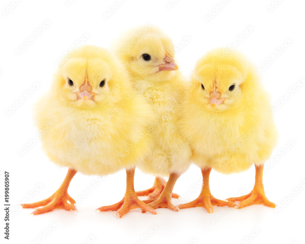 Three yellow chickens.