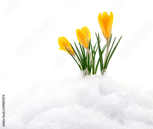 Crocuses and snow.