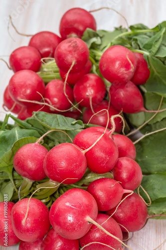 Links of fresh red organic radishes, Raphanus raphanistrum subsp. sativus 