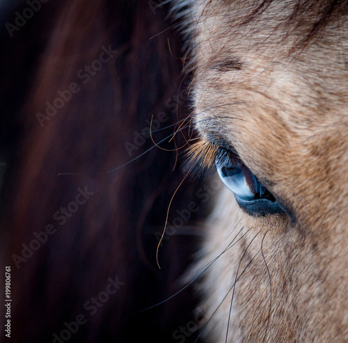 Blue eye of a horse closeup