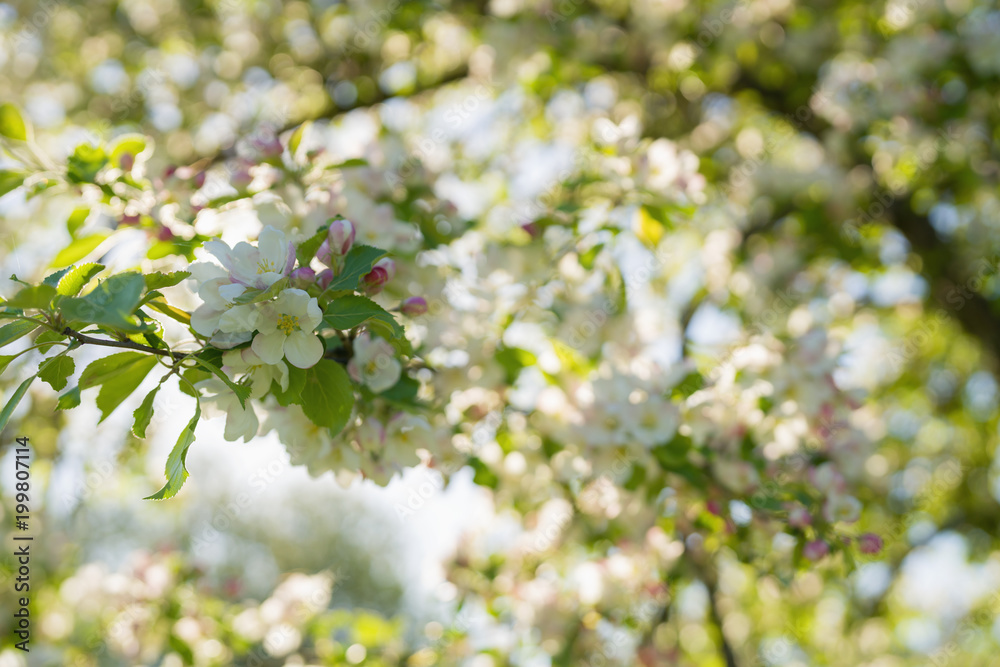 closeup blossoming apple tree with pink flowers in a garden closeup blossoming apple tree with pink flowers in a garden