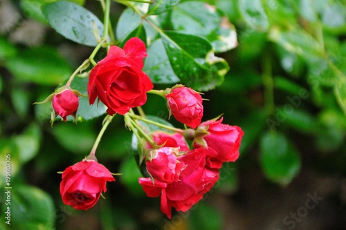 Branch of a red bush rose