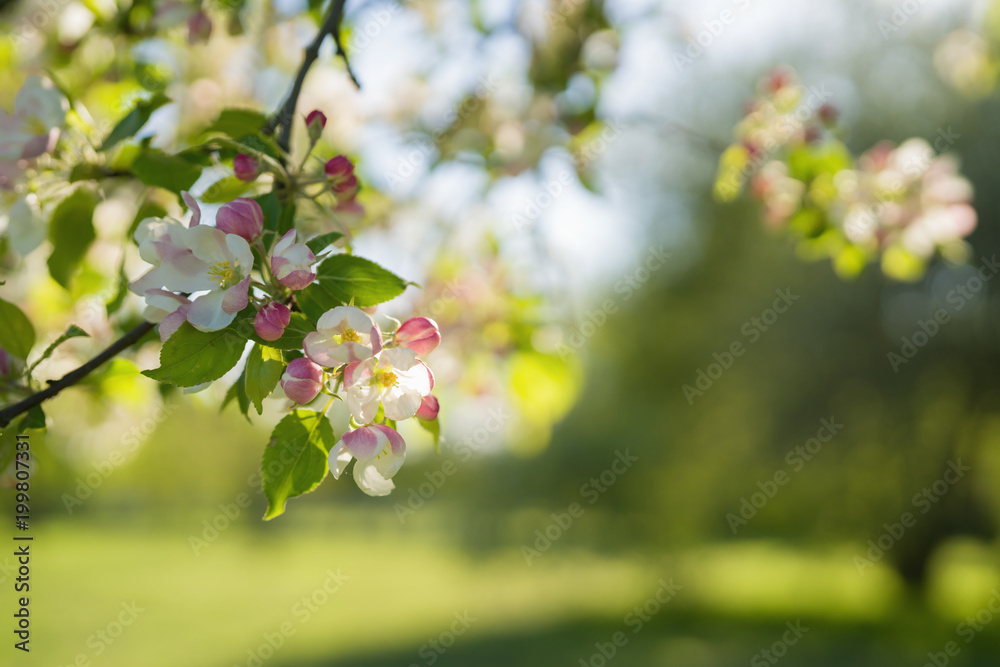 closeup blossoming apple tree with pink flowers in a garden closeup blossoming apple tree with pink flowers in a garden