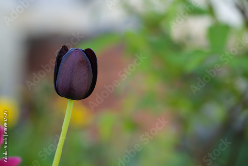 dark purple tulip outdoor closeup