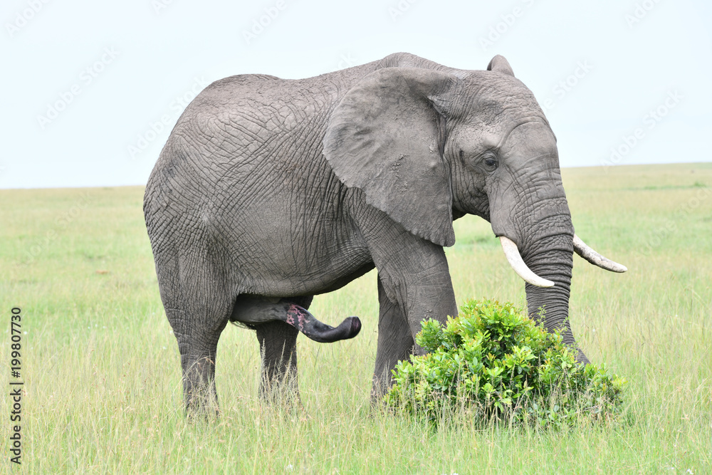 Naklejka premium Elefant
