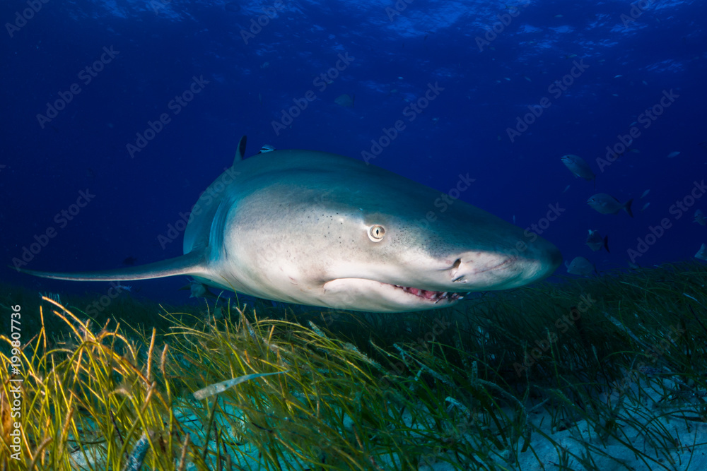 Lemon shark Bahamas Lemon shark Bahamas