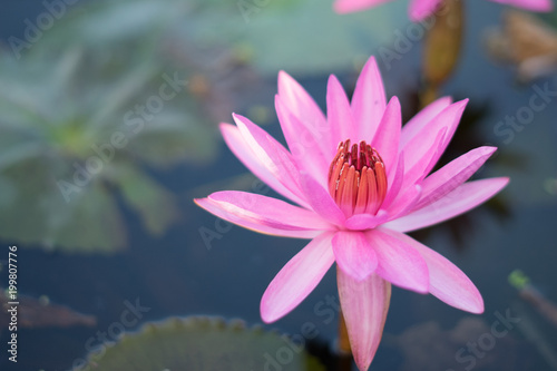 blossom for worship of thailand and other