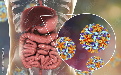 Liver with Hepatitis B infection and close-up view of Hepatitis B Viruses, medical concept, 3D illustration photo