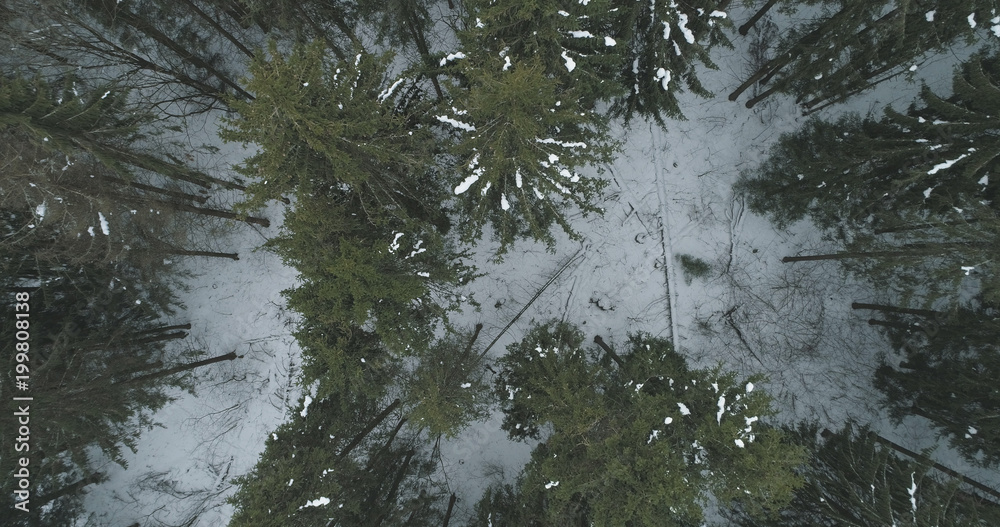 Aerial top view over winter fir forest Aerial top view over winter fir forest