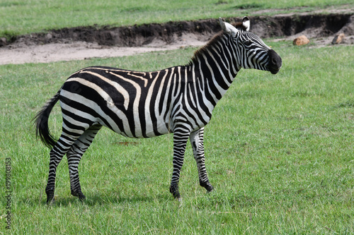 zebra in park
