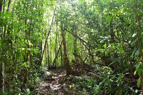 Hawaiian Jungle