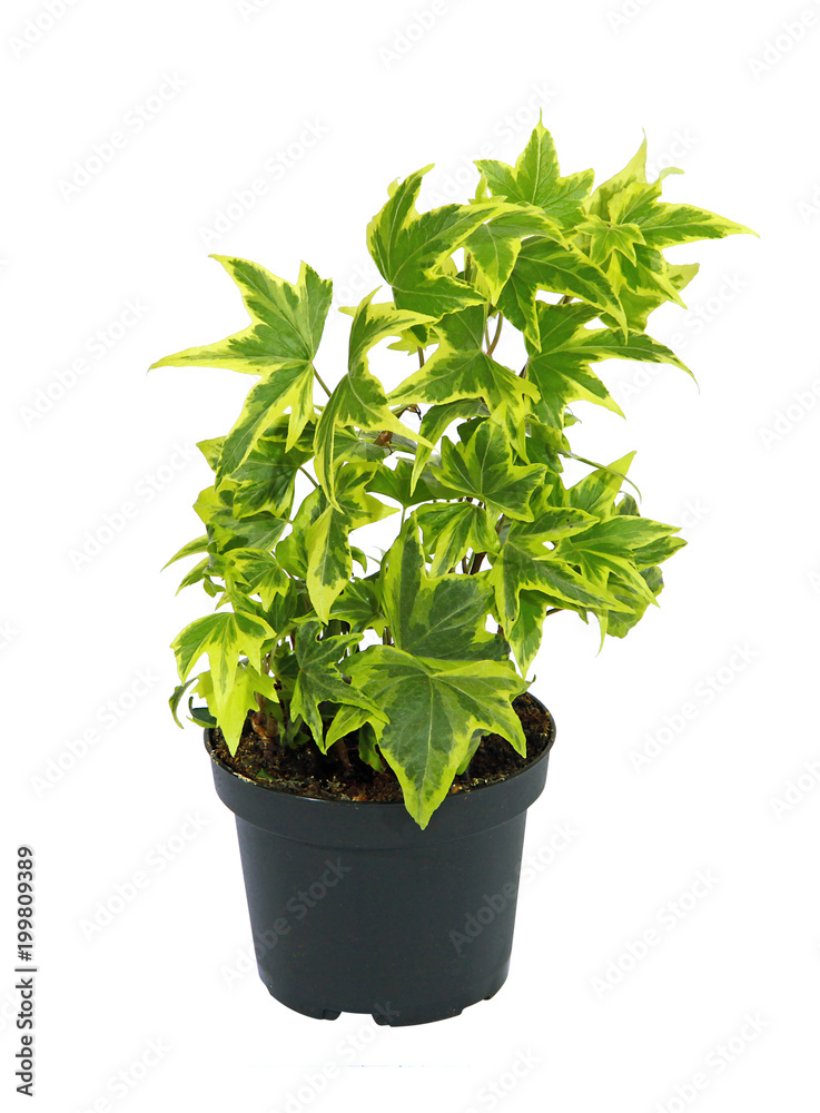 Lierre panaché en pot Lierre panaché en pot