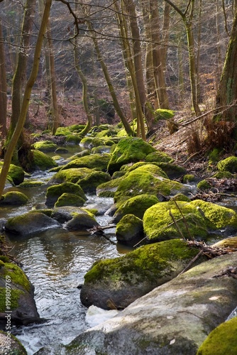 Boulders in forest creek. photo