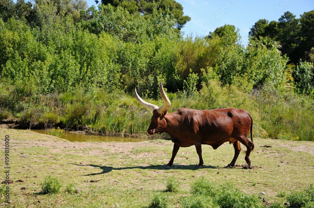 Φωτογραφία African Cow Watusi. Sigean safari park, France.