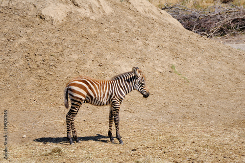 Little Zebra. Sigean safari park  France