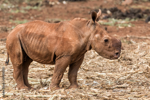 Baby rhino in Zimanga Game Reserve in South Africa