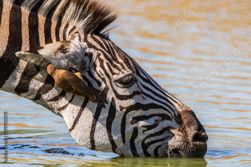 Portrait of a drinking zebra with a red-billed oxpecker in his ear in Mkuze Game Reserve in South Africa