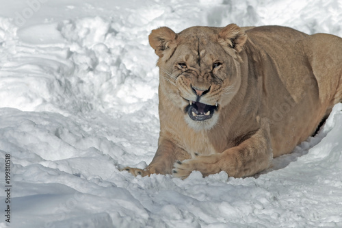 lioness with a predatory grin on snowy background