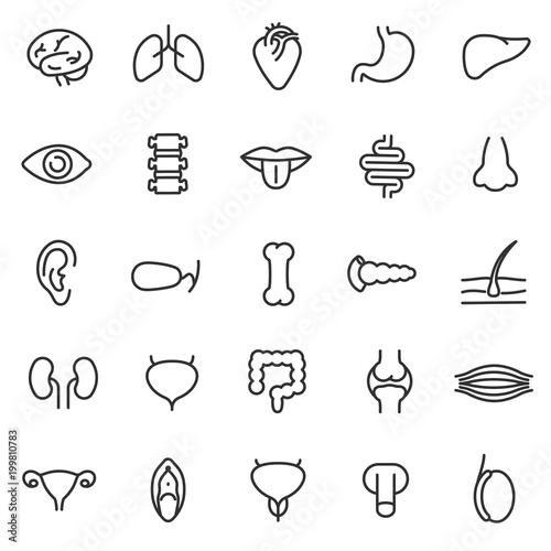 human anatomy icons set. internal organs, body parts linear style. Line with Editable stroke